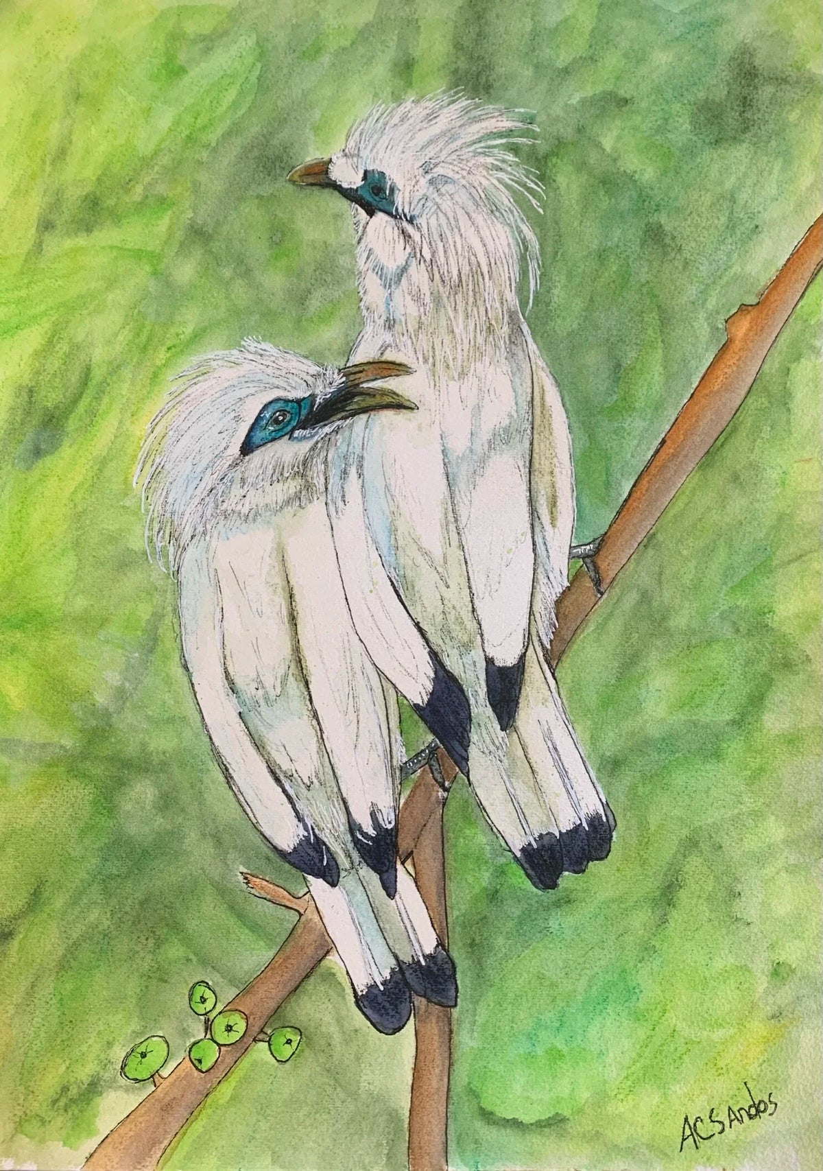 Bali Mynah - Original Artwork - Watercolor