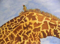 The Oxpecker Symniosis No 1 - Original Artwork - Oil Painting