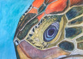 The Eye of the Turtle - Original Artwork - Watercolor